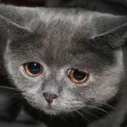 5211* - steam id 76561197960861254