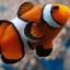 Nemo
