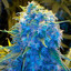 BLUE DREAM