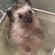 Ёж из водоёма