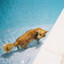 Wet dog