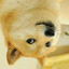 深邃黑暗Doge