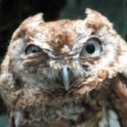 人生平淡不服就干