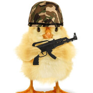 EL POLLITO