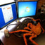 Crab with a keyboard