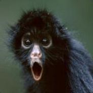 System.out.printellen();