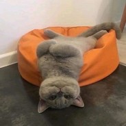 伤心流泪猫猫头