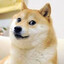 Doge69