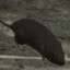 KPbIC 🐀