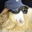 Sheep shagger