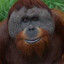 Kúrongután