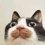 :o