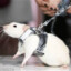 Rato na Coleira