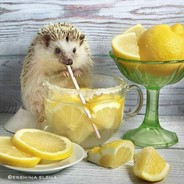 Lemonchelo - steam id 76561197962792787
