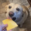 Cheese Dog
