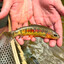 Golden Trout