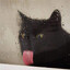 CatNtheFiddle