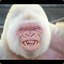 Albino Harambe