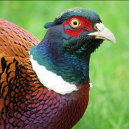 MThePheasant