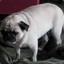 Intoxicated Pug