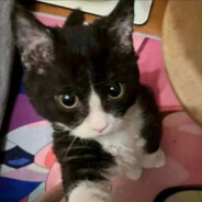 我真的不能啊啊啊