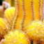 Yellowcactus164