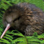 ☠ExtraThiccKiwi☠