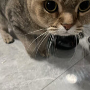 邪恶的月茉（句号）