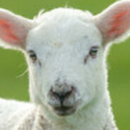 Lamb Chops