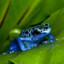 cyanskyfrog