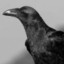 Raven