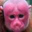 Macaco Careca