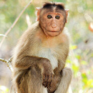 TheFakeAutisticMonke