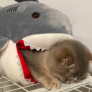 一心只向党和人民