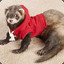 Madferret