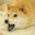 DOGE7777