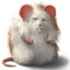 Gnome_11