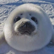 坐上黄金马桶与帝皇合照