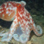 IsolatedOctopi