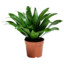 potted plant