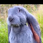 MR.BIGBUNNY