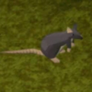 rat