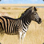 One of the two Zebras