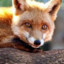 redfox0487906