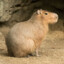 Capivara