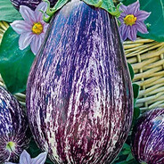 Баклажан Заморский Полосатик