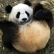 Chubby Panda