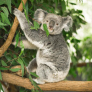 别害羞，快让大老黑的长ID进入你娇嫩的视网膜