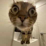 chipchili チプチリ