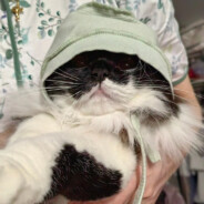 МОЙ ГОСПОДИН